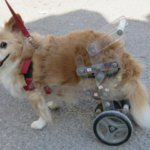 Wie Walkin Wheels für Hunde die Mobilität Ihres Vierbeiners im Alltag verbessern können