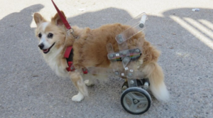 Wie Walkin Wheels für Hunde die Mobilität Ihres Vierbeiners im Alltag verbessern können