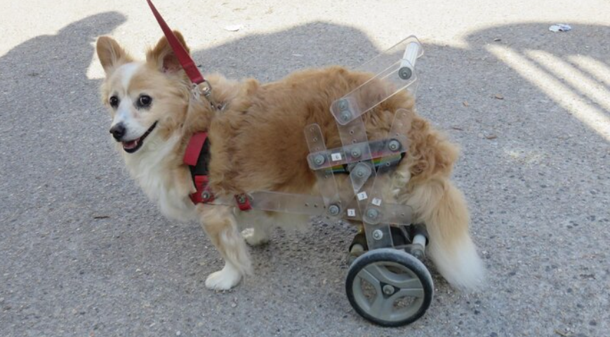 Wie Walkin Wheels für Hunde die Mobilität Ihres Vierbeiners im Alltag verbessern können